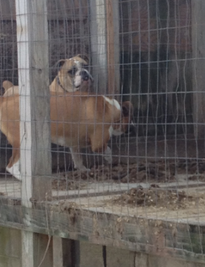 Daniel Lapp Kennel